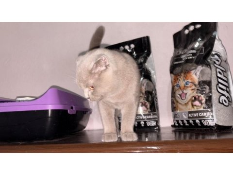 Sahiplendirilecek 4 aylık kedimiz scottish fold