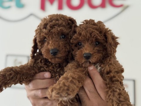 Yasal ruhsatlı çiftlikde hazır 10 adet toy poodle