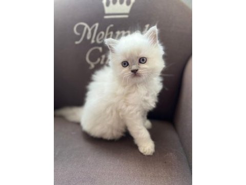British longhair ve scottish shorthair bluepoint yavrular