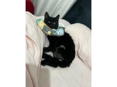 Trafik kazasından kurtarılan bebek kediye acil yuva