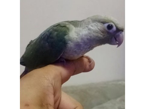 El besleme konur bebek