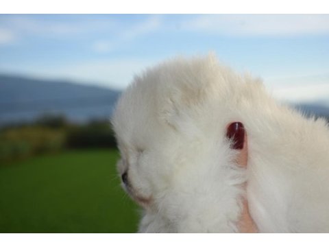 Safkan pomeranian boo