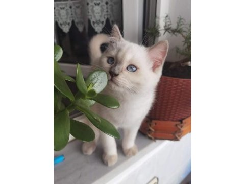British blue point