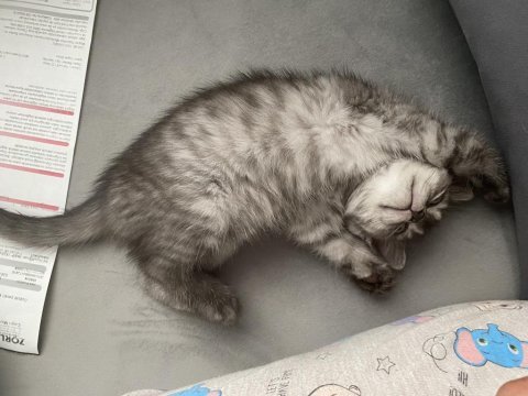 British shorthair silver tabby kızımı sahiplendiriyoruz