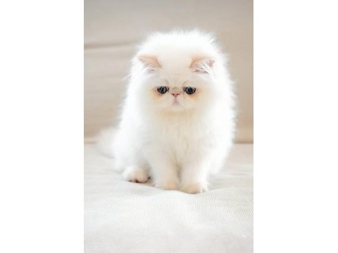 Mini maviş iran kedisi