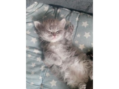 Safkan dişi ve erkek british longhair