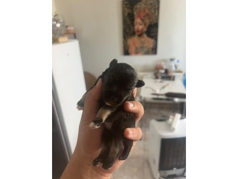 Muhteşem bebekler anne altından rezerve köpeğimiz