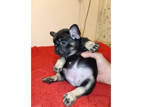 Black tan french bulldog