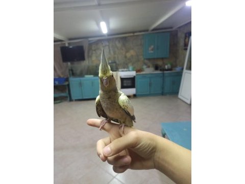 Ele alışkı sultan papağanı