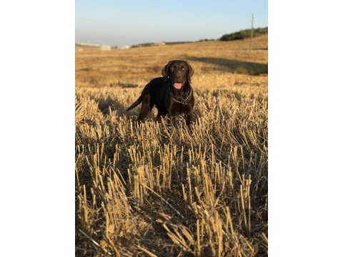 Çikolata labrador