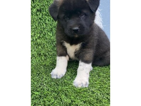 Muhteşem güzellikte akita kurdu yavruları