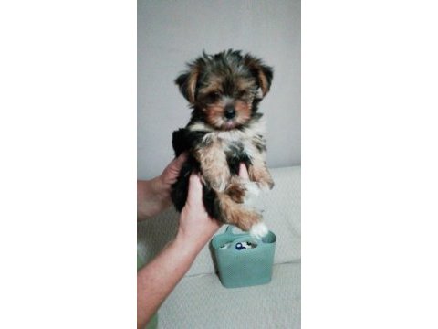 Teacup yorkshire terrier