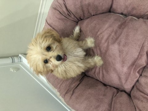 Maltipoo tuvalet eğitimli