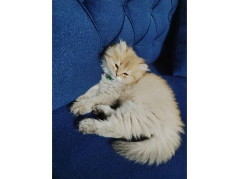 22 şubat doğumlu erkek golden british longhair