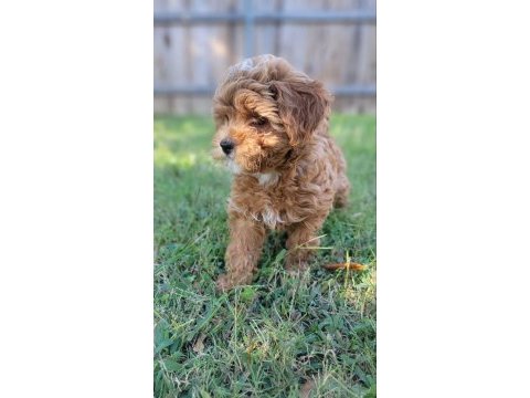Maltipoo yavrularımız