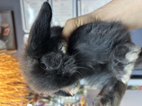 Hollanda lop tavşanı yavruları bursa