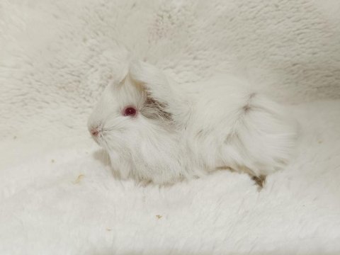 Sevimli guinea pig yavruları