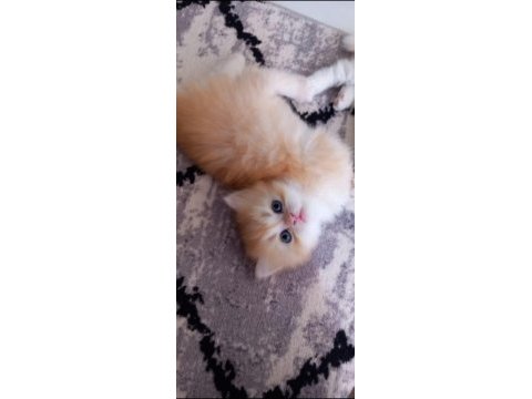 Golden british longhair anne baba şecereli 38 günlük