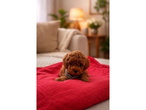 Teacup kore poodle