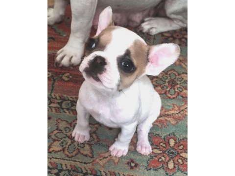 Dişi 1.5 aylık french bulldog