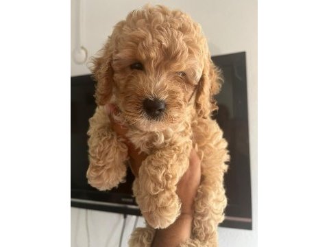 Maltipoo yavrular