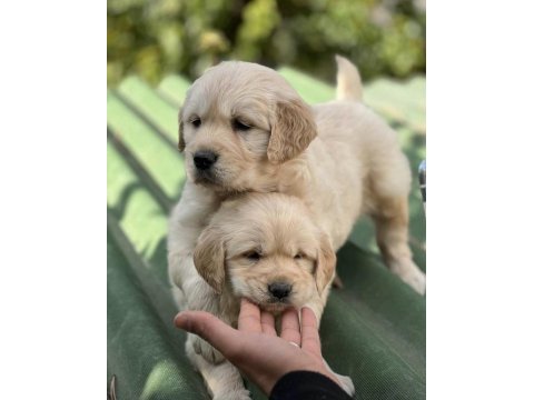 Orjinal golden retriever pupies