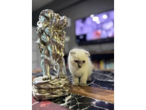 Saf kan blue point british shorthair