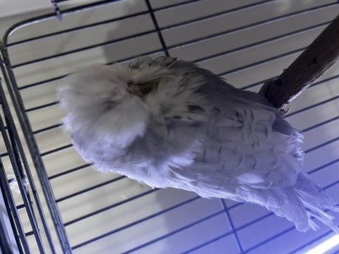Üst düzey show jumbo muhabbet kuşu