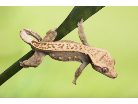 Crested ve leopard geckolar