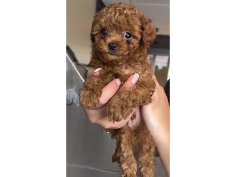Toy poodle safkan köpeğimiz