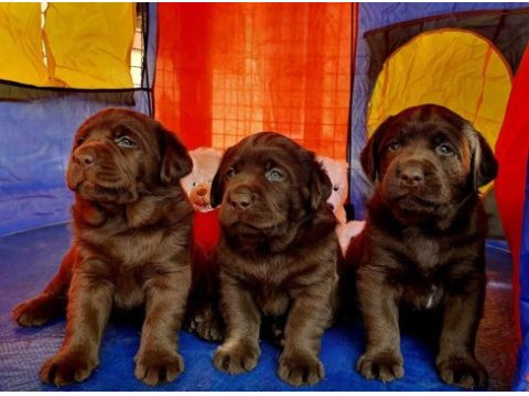 Gelip canlı görebileceğiniz labrador retriever yavrular