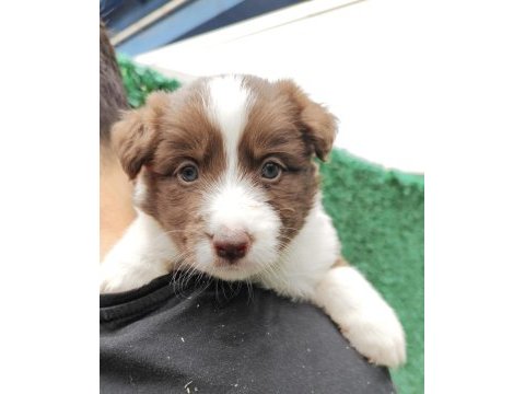 Kıf fcı şecereli mikro çipli yasal border collie