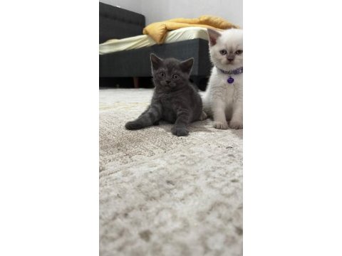 British blue point 1,5 aylık gri beyaz lila yavru