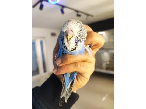 Yeme yeni düşecek olan vasıflı show jumbo kuşlar