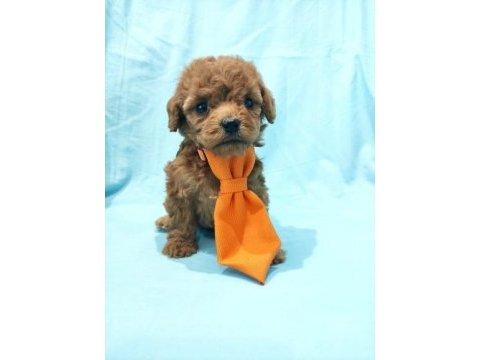 Toy poodle harika