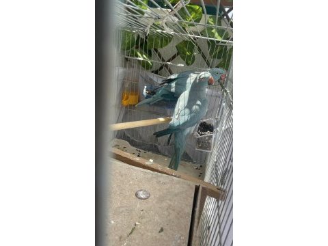 Tecrübeli mutasyon pakistan papağanı takım uyguna