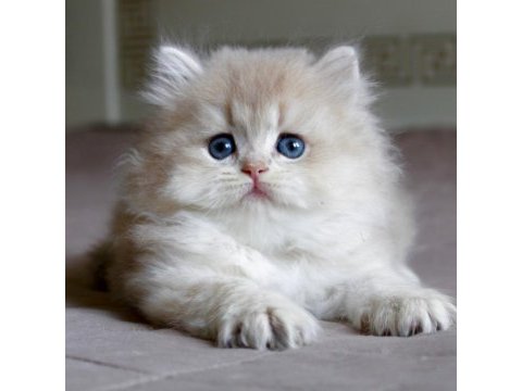 Dünya güzeli ay golden british longhair 