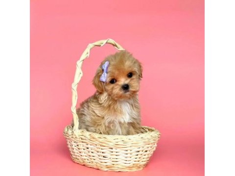 Maltipoo sevimli güzellikler yuva bekliyor 