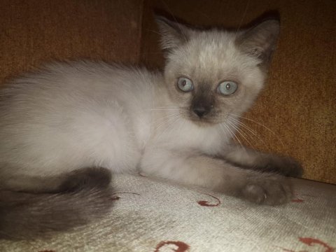 60 günlük british shorthair yavrular