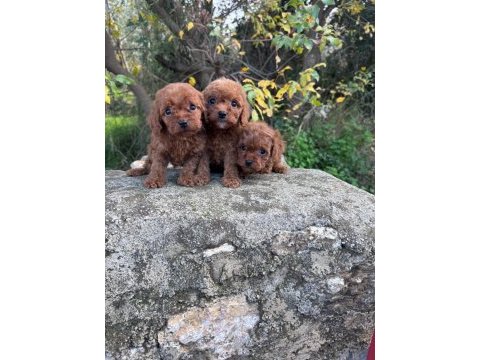 Kore toy poodle ruhsatlı bayiden
