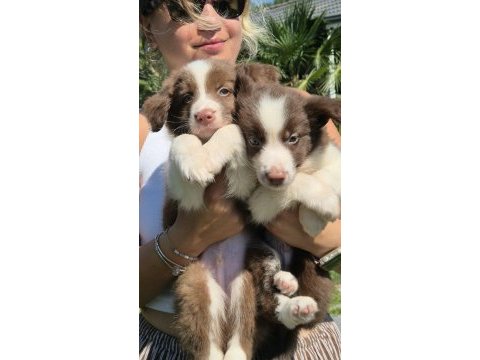 %100 safkan border collie yavruları çiftlikten