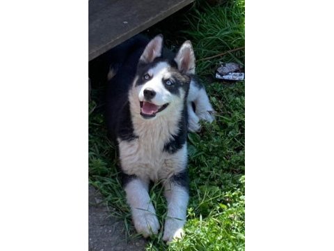 6 aylık husky dişi yavru