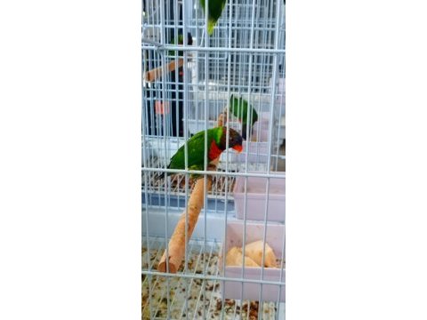 Lori papağanı dişili erkekli