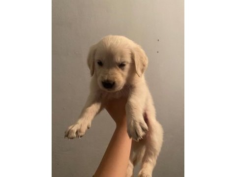 Bir dişi ve bir erkek golden retriever yavru