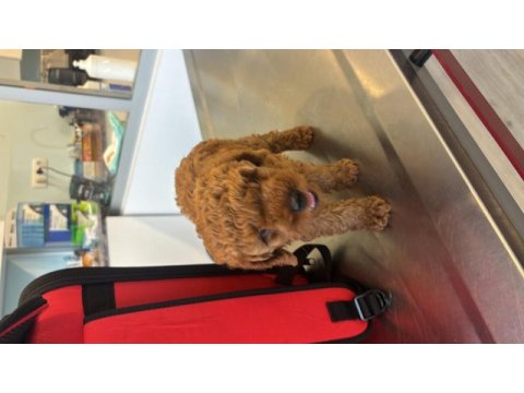 Acil sahiplendirme poodle köpeğimiz