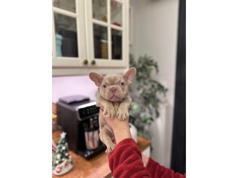 Show kalite egzotik fransız bulldog