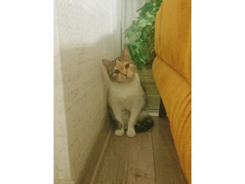 Bu tatlı kedimiz bebek yuva arıyor