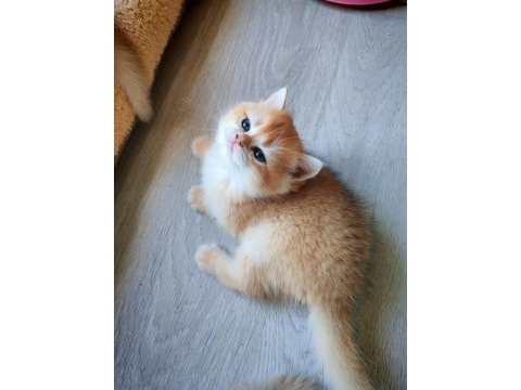 Altın rengi golden dişi yavru british shorthair