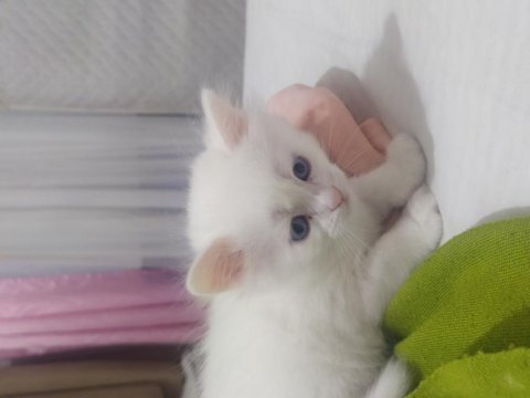 Ankara van kedisi kırması satılık kediler