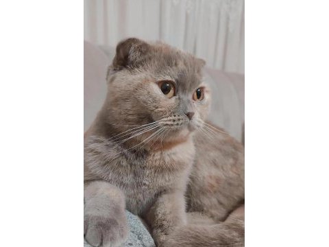 Scottish fold kedimizi sahiplendiriyoruz